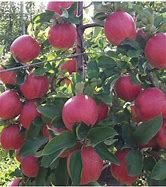 Image result for Mounerac Red Apple