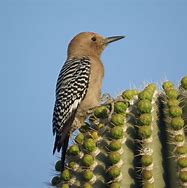 Image result for Sonoran Desert Birds of Prey