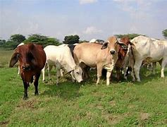 Image result for agropecuaroo