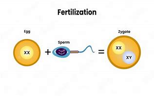 Image result for Fusion of Gametes