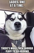 Image result for Husky Cute Funny