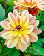 Image result for Dahlia Happy Butterfly