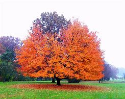Image result for Ornamental Orange Tree