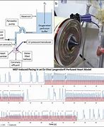Image result for perfused