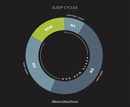 Image result for REM Sleep Stages
