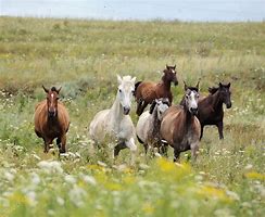 Image result for Herd of Horses Running