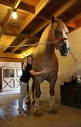 Image result for World's Largest Horse