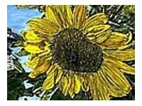 Image result for Sunflower Art Print