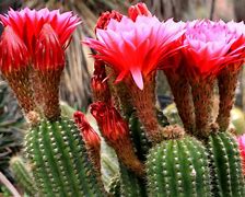Image result for Red Torch Cactus