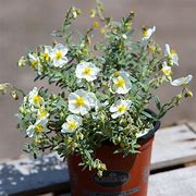 Image result for Helianthemum The Bride