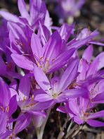 Image result for Colchicum Lilac Wonder