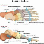 Image result for Foot M