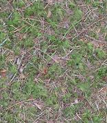 Image result for 4K Forest Ground Texture