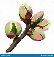 Image result for Plant Bud Cartoon