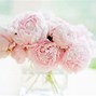 Image result for pink peony wallpaper