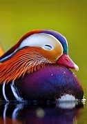 Image result for Colorful Mammals