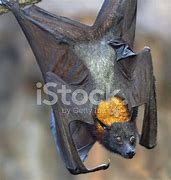 Image result for Fruit Bat Hanging On a Branch