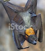 Image result for Fruit Bat On a Branch
