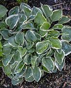 Image result for Hosta Country Mouse