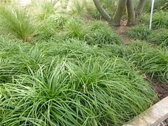 Image result for Carex caryophyllea The Beatles
