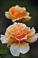 Image result for Hybrid Tea Rose Midas Touch