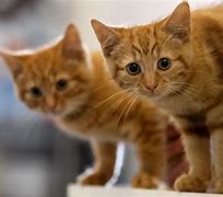 Image result for Cats Better than Humans