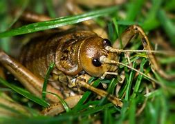 Image result for Giant Weta Bug