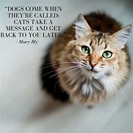 Image result for Cat Quotes About Life