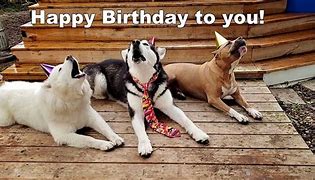 Image result for Crazy Happy Birthday Dog