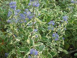 Image result for Caryopteris clandonensis White Surprise