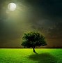 Image result for Windows Tree Background