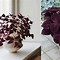 Image result for Purple and Green Leaf House Plant