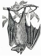 Image result for Bat Engraving