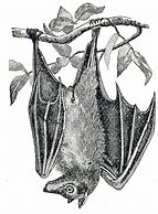 Image result for Antique Bat