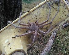 Image result for Giant Spider Pics