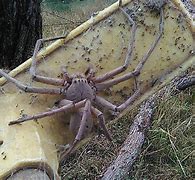 Image result for Largest Giant Huntsman Spider