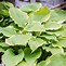 Image result for Hosta Winter Snow