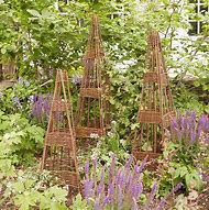Image result for Willow Climbing Vines