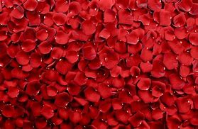Image result for Rose Petals Background