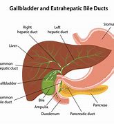 Image result for Gallbladder