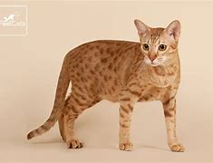 Image result for alacats