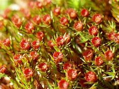 Image result for Moss Like Flower Plants