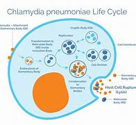 Image result for chlamydia_pneumoniae