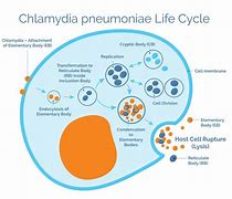 Image result for chlamydophila_pneumoniae