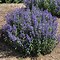 Image result for Caryopteris clandonensis Beyond Midnight