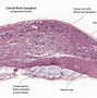 Image result for Satellite Cells Ganglia Histology