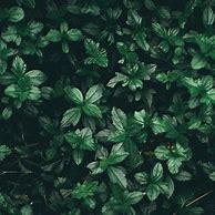 Image result for Green and White Background Aesthetic