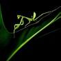 Image result for Mantis Kung Fu Laptop Wallpaper