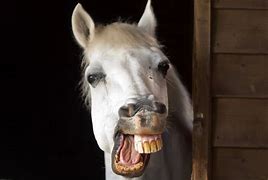 Image result for Funny Animals Horse