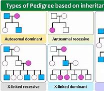 Image result for Pedigree Inheritance Patterns